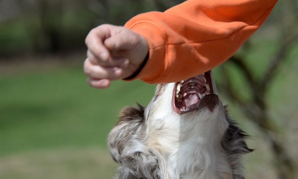 Your Guide to Legal Assistance for Dog Bite Cases in Florida